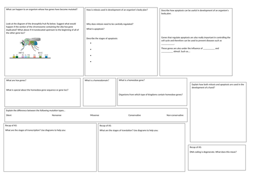 OCR A Level Biology A Cellular Control revision summary sheet