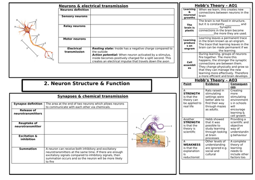 AQA GCSE Psychology: Paper 2 - Brain & Neuropsychology BUNDLE