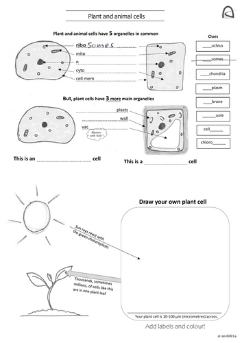 Differences in plant & animal cells SEN