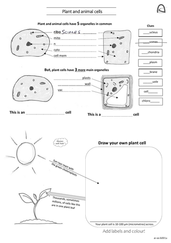 Differences in plant & animal cells SEN