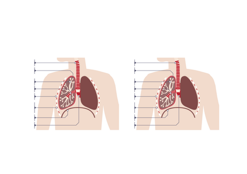 Respiration KS3