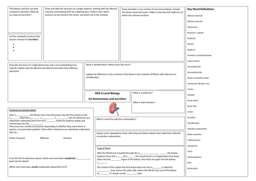 OCR A Level Biology A Excretion A3 summary sheet