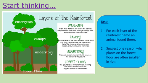 What is happening in the rainforest?