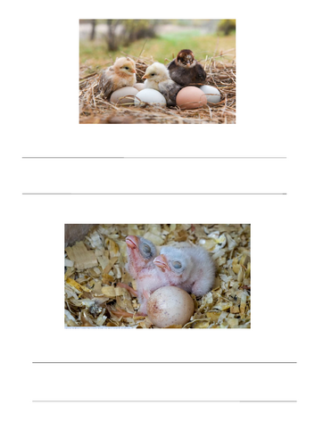 Writing stimulus for chicks.  Images of chikcs for children to annotate.