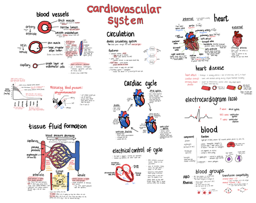 Medical Science - Cardiovascular system