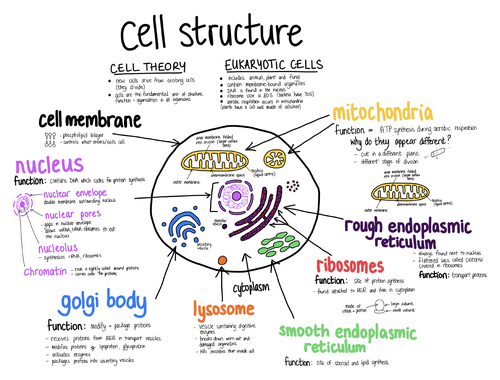 Medical Science - Cell structure