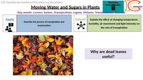 AQA GCSE Xylem and Phloem