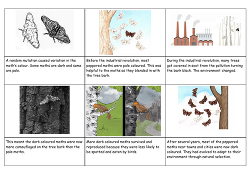 Peppered Moth Cut and Stick Activity