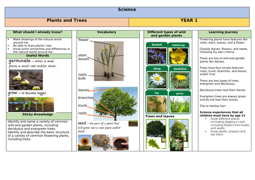 Plants and Trees Knowledge Organiser Science Y1
