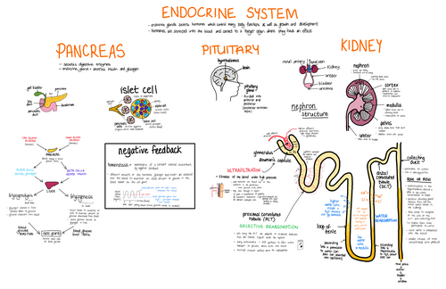 Medical Science - Endocrine System