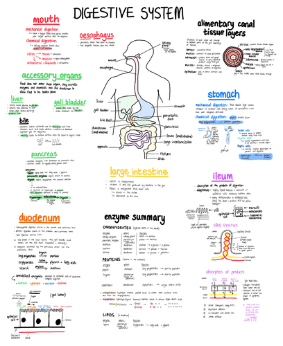 Medical Science- Digestion