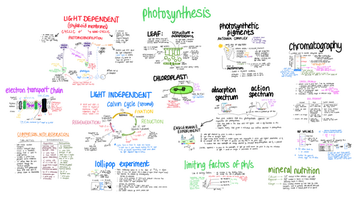 WJEC Biology - Photosynthesis