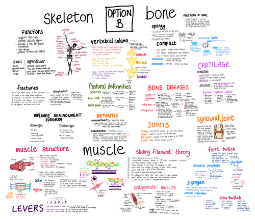 WJEC Biology - Musculoskeletal system