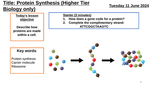 AQA GCSE Biology "Lesson 3-Protein Synthesis" BIO HT ONLY (Inheritance, Variation & Evolution Topic)