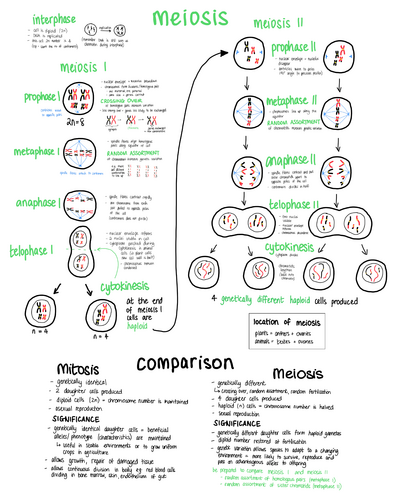 WJEC AS Biology - Cell division