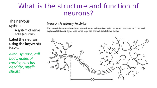 Structure and function of neurons - Biopsychology A Level Psychology Paper 2 AQA