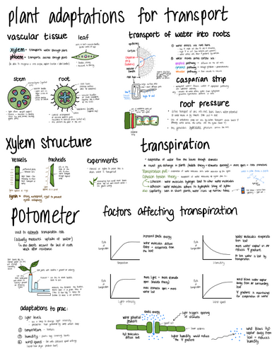WJEC AS Biology - Plant Transport