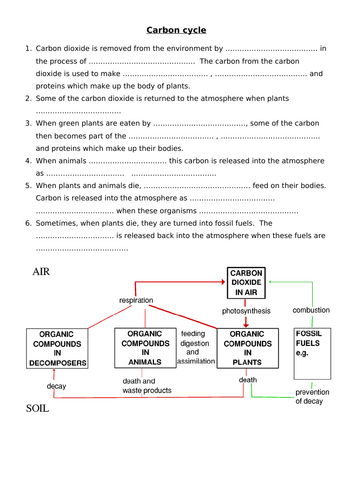 IGCSE carbon cycle worksheet