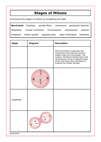 Stages of Mitosis Summary Worksheet