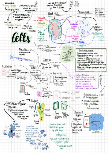 Year 7/8 Science Cells Summary
