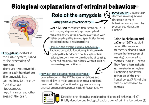 Eduqas Component 3 Crime knowledge organisers