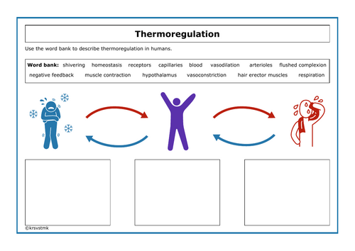 Thermoregulation + Answers Included