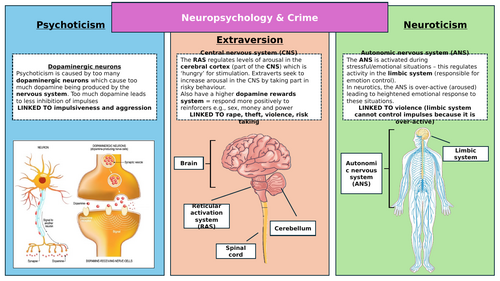 OCR GCSE Psychology: Paper 1 & 2 Neuropsychology Pack