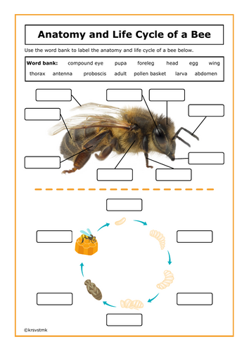 Anatomy and Life Cycle of a Bee + Answer Sheet