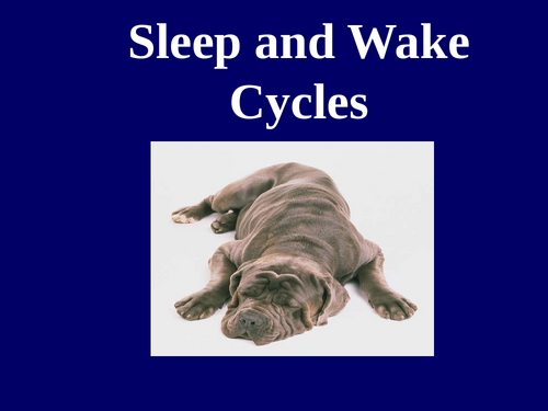 Anima Sleep & Wake Cycles Powerpoint