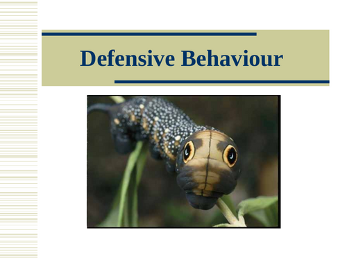 Animal Defensive Behaviour Powerpoint