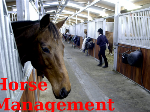 Equine Management Powerpoint