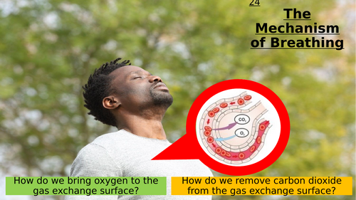 6.7 The Mechanism of Breathing