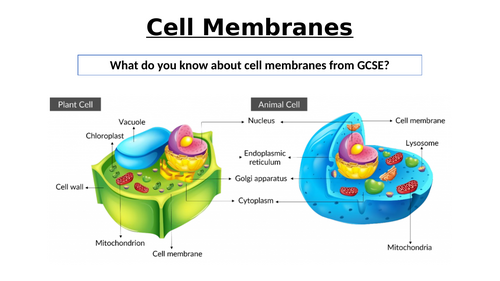 A-level Biology Aqa - Structure Of Membranes 