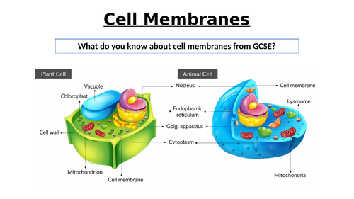 A-Level AQA Biology - Structure of Membranes