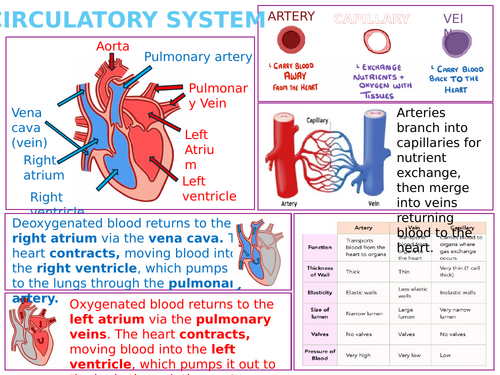 The Heart - Knowledge Organiser