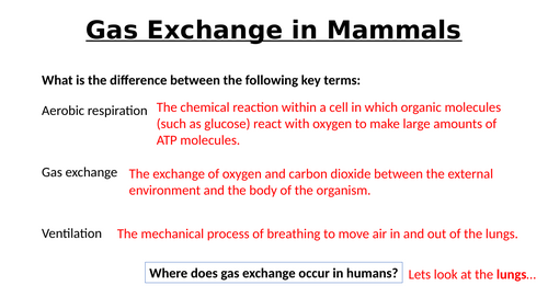 A-Level AQA Biology - Gas Exchange Humans