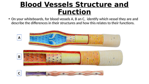 A-Level AQA Biology - Tissue Fluid