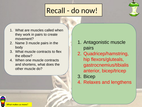 AQA GCSE PE Musculo-skeletal - Muscular contractions