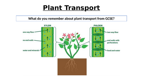 A-Level AQA Biology - Introduction to Transport in Plants