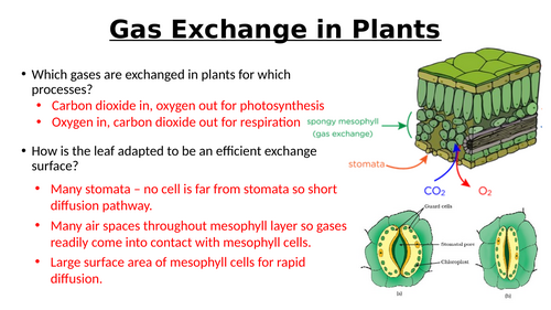 A-Level AQA Biology - Plant Gas Exchange
