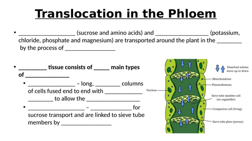 A-Level AQA Biology - Translocation