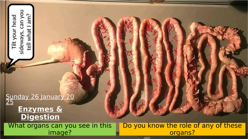 6.9 Enzymes and Digestion