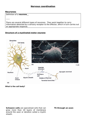 A-Level AQA Biology - Nervous System and Muscles Workbook