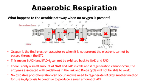 A-Level AQA Biology - Anaerobic Respiration