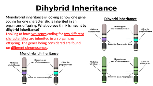 A-Level AQA Biology - Dihybrid Inheritance