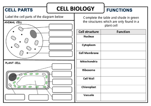 Cell Biology Worksheet KS3/KS4