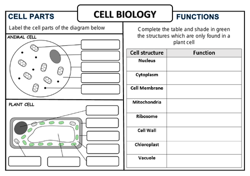 Cell Biology Worksheet KS3/KS4 | Teaching Resources