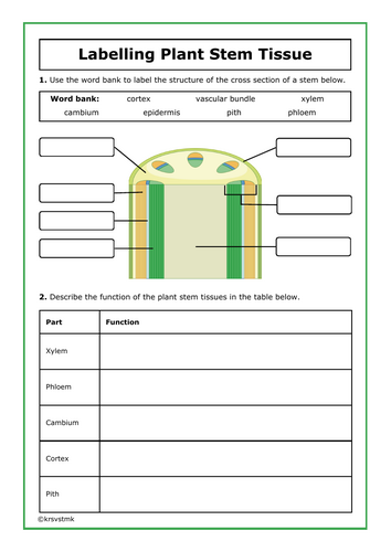 Labelling Plant Stem Tissue + Answers