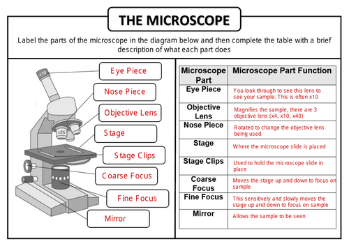 Microscope Worksheet KS4
