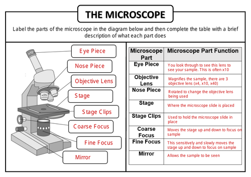 Microscope Worksheet KS3/KS4